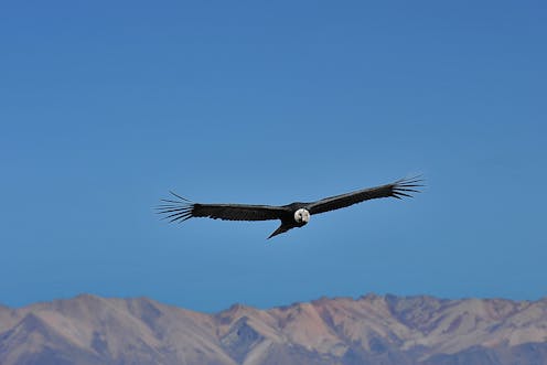 We Tagged Andean Condors To Find Out How Huge Birds Fly Without Flapping