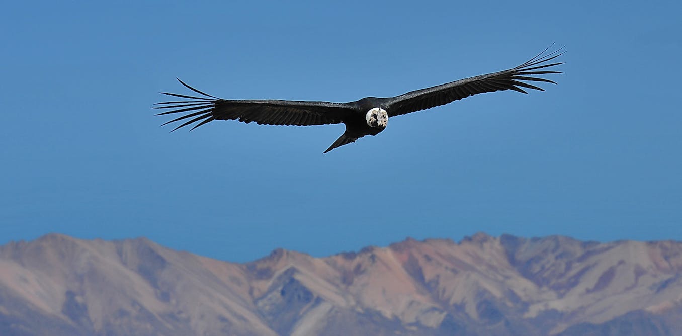 We Tagged Andean Condors To Find Out How Huge Birds Fly Without Flapping