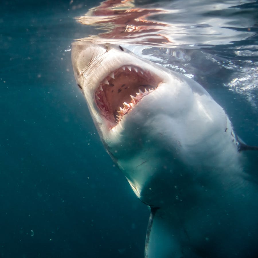 Нападение большого. Нападение акулы в Хургаде 2022. Черноморская акула Катран. Акулы в черном море.