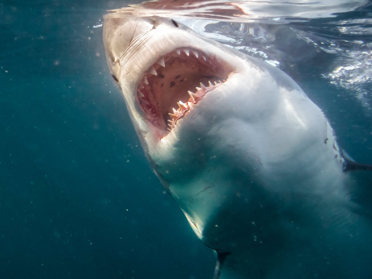 Нападение акулы в Хургаде 2022. Черноморская акула Катран. Акулы в черном море.