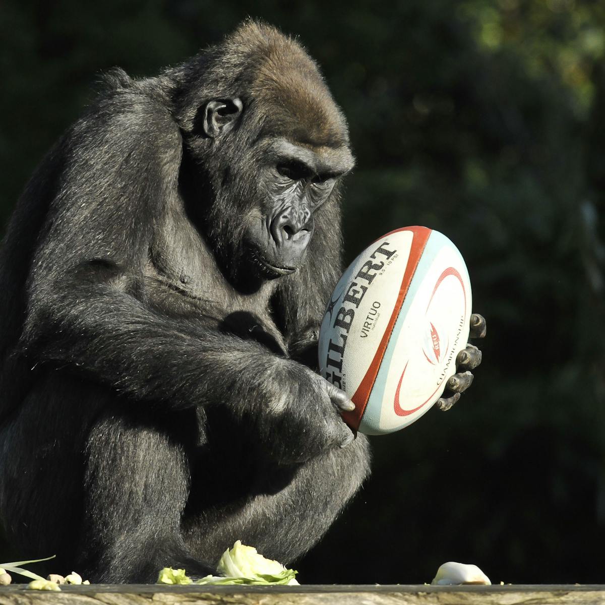 By Studying Animal Behaviour We Gain An Insight Into Our Own