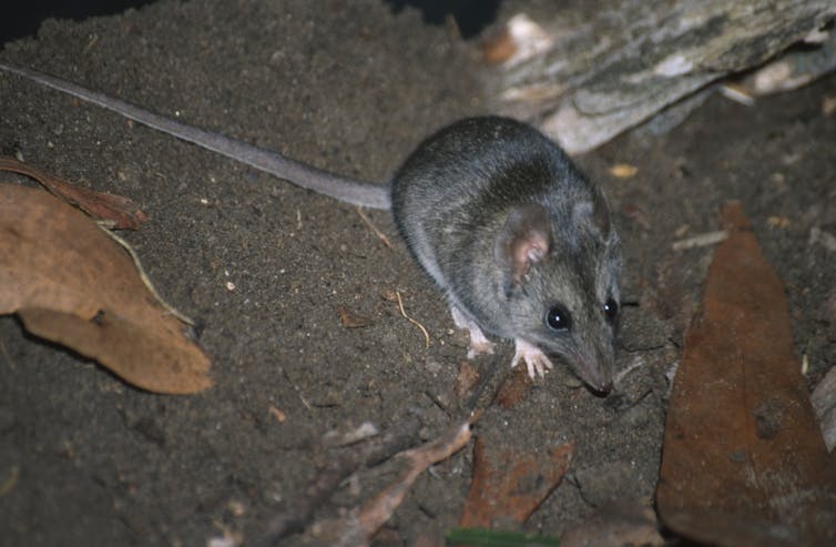 Fire-ravaged Kangaroo Island is teeming with feral cats. It's bad news for this little marsupial