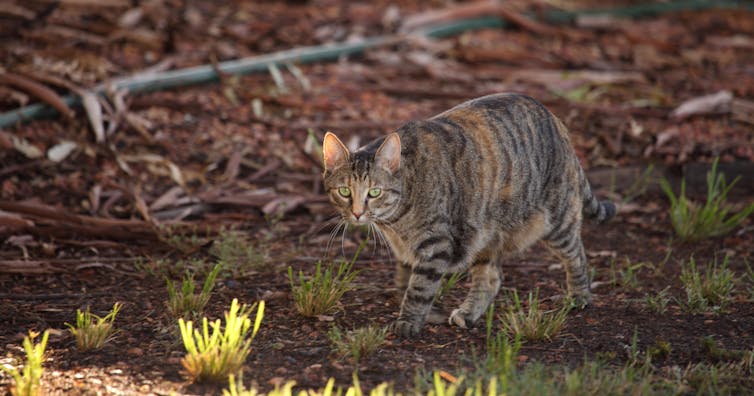 Fire-ravaged Kangaroo Island is teeming with feral cats. It's bad news for this little marsupial