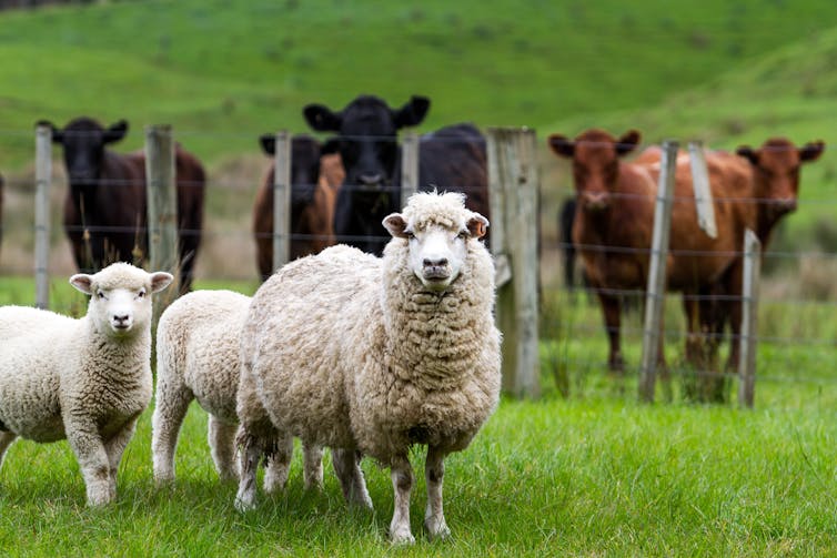 Climate explained: what if we took all farm animals off the land and planted crops and trees instead?