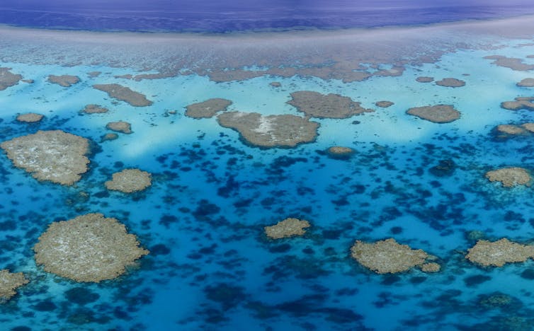 With no work in lockdown, tour operators helped find coral bleaching on Western Australia’s remote reefs