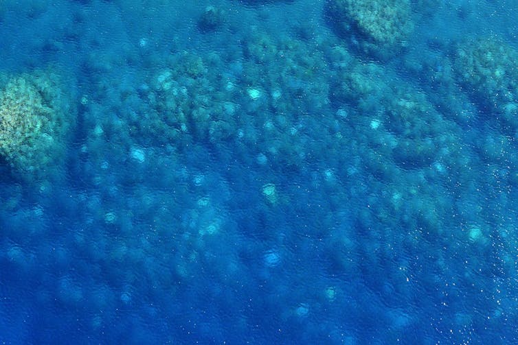 With no work in lockdown, tour operators helped find coral bleaching on Western Australia’s remote reefs