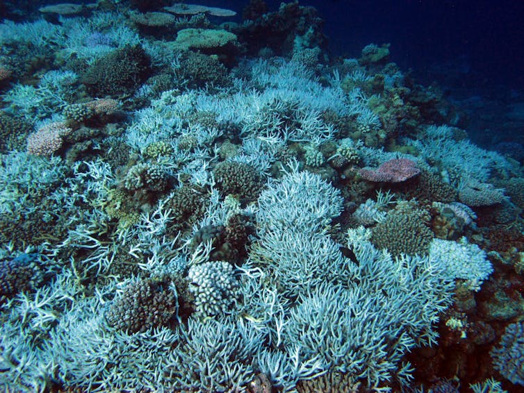 With no work in lockdown, tour operators helped find coral bleaching on Western Australia’s remote reefs