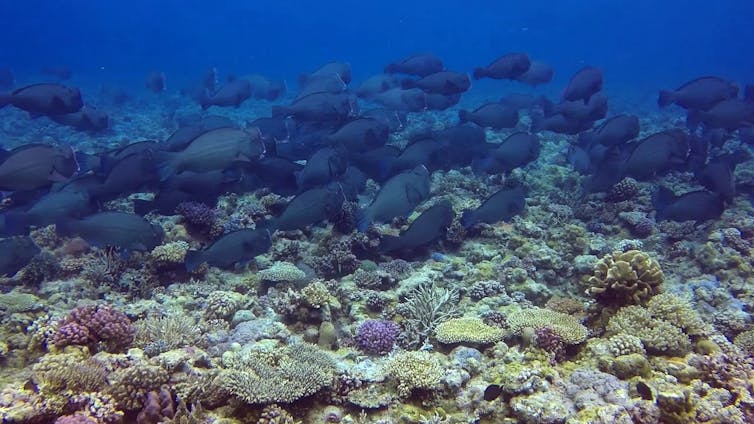 With no work in lockdown, tour operators helped find coral bleaching on Western Australia’s remote reefs