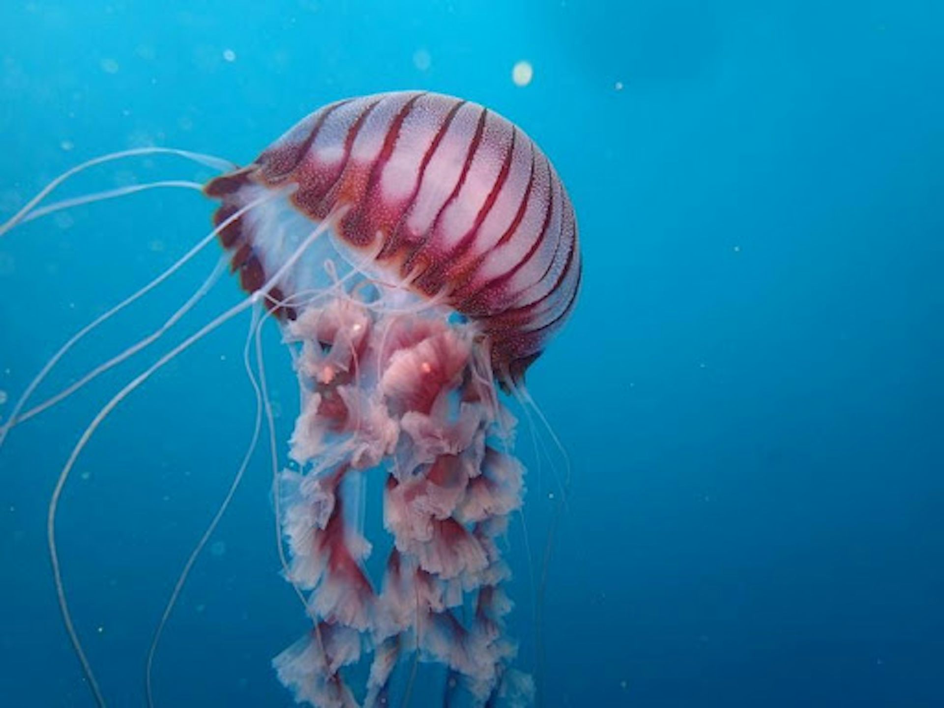 Why We're Working To Put Africa's Jellyfish On The Map