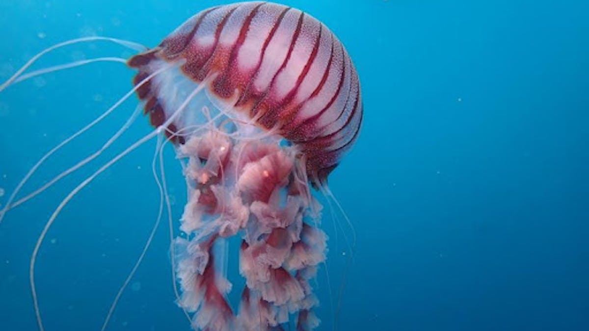 Why we're working to put Africa's jellyfish on the map