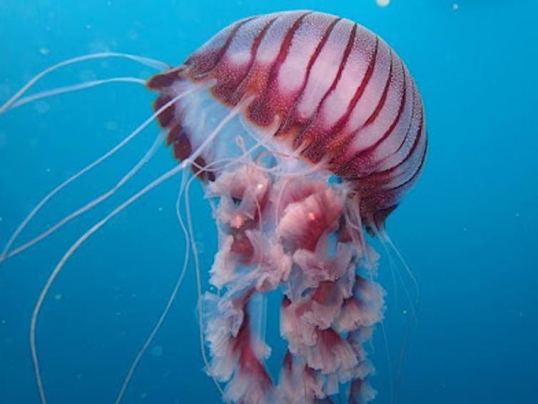 New Chrysaora jellyfish from the coast of South Africa. Photo: Peter Southwood