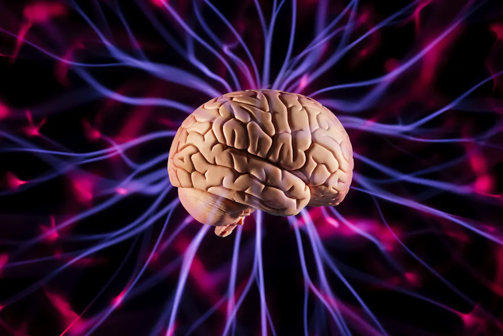 How brains do what they do is more complex than what anatomy on its own ...