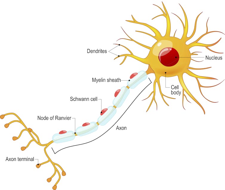 How brains do what they do is more complex than what anatomy on its own suggests