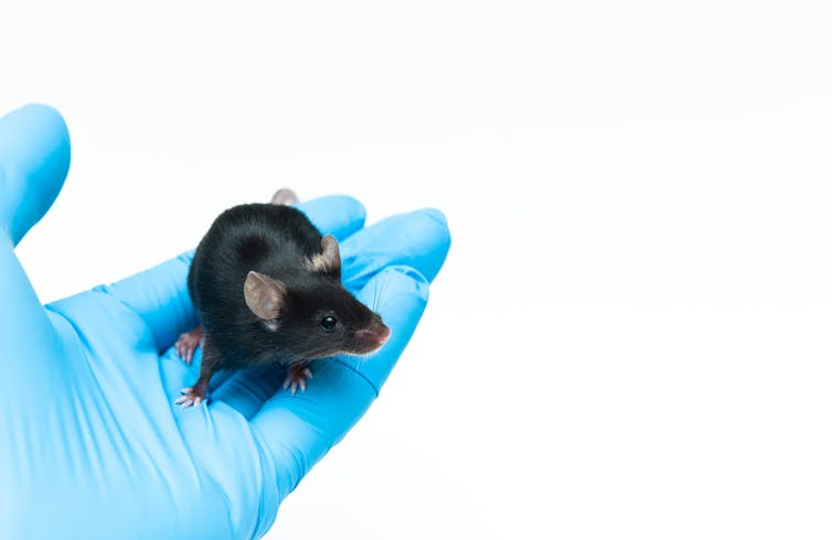 The gloved hand of a lab worker holding a C57BL/6 mouse, a type commonly used in research.