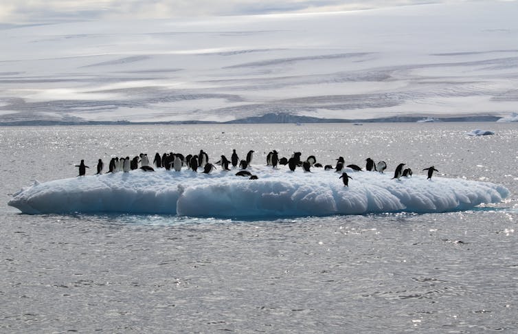 Humans are encroaching on Antarctica’s last wild places, threatening its fragile biodiversity