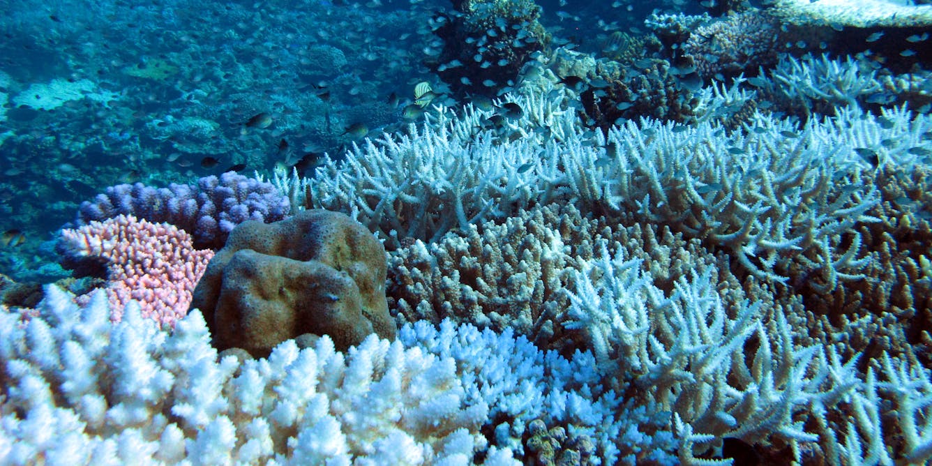 With no work in lockdown, tour operators helped find coral bleaching on ...