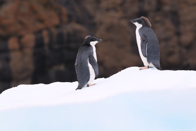 Humans are encroaching on Antarctica’s last wild places, threatening its fragile biodiversity