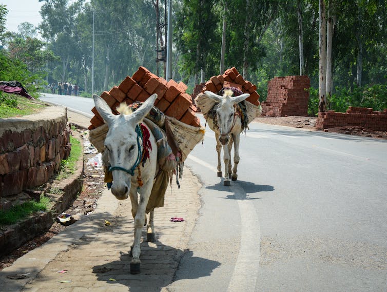 Two donkeys carry bricks on their backs