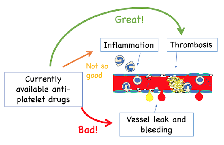 A new anti-platelet drug shows potential for treating blood vessel clots in heart attacks, strokes and, possibly, COVID-19