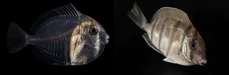 A translucent larval fish next to a fish at a later stage of development.