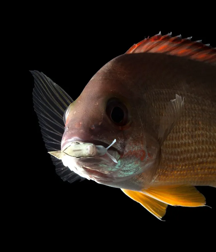A large tropical fish looking straight ahead.