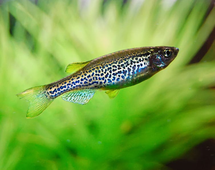 A mutant leopardfish