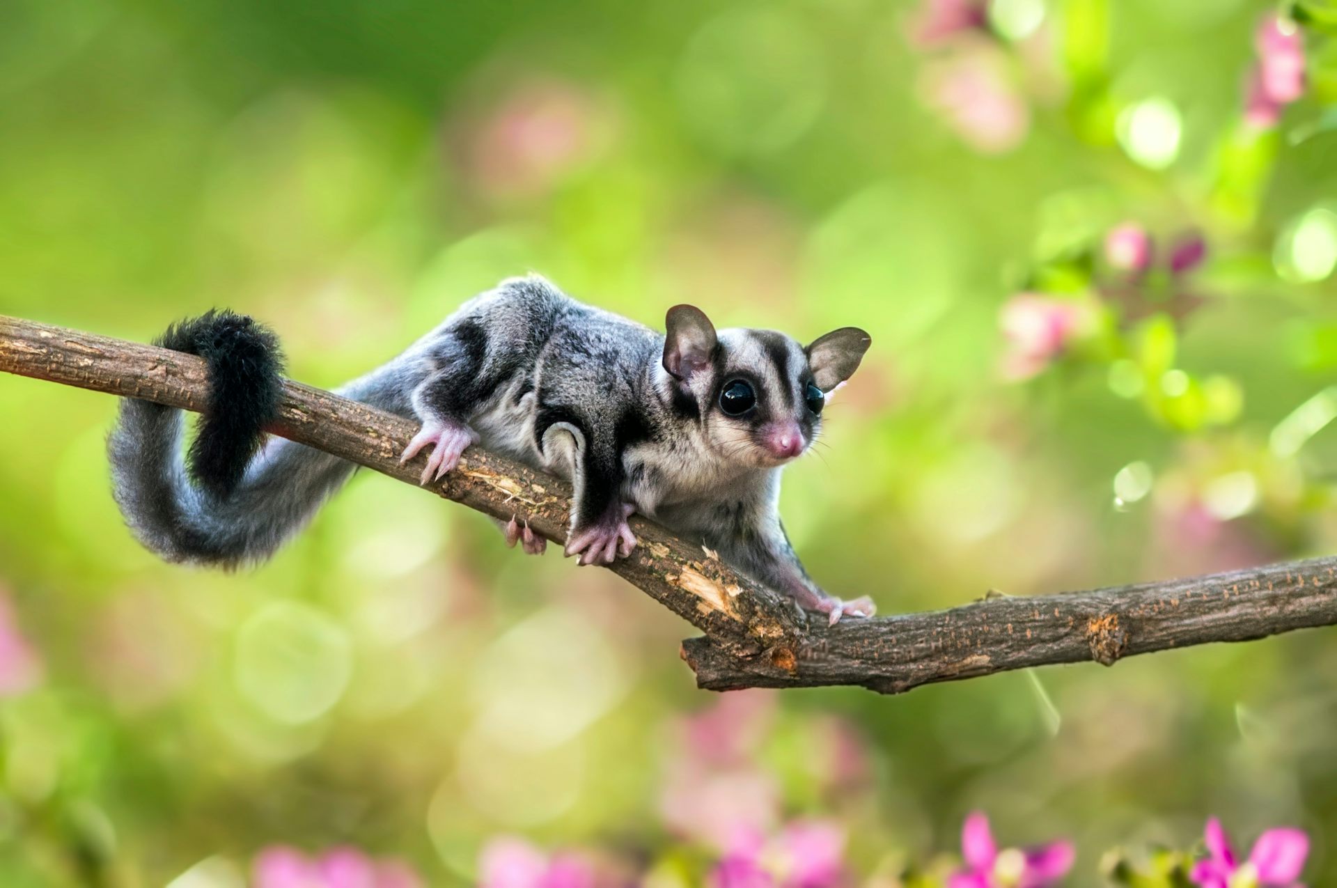 the sugar glider