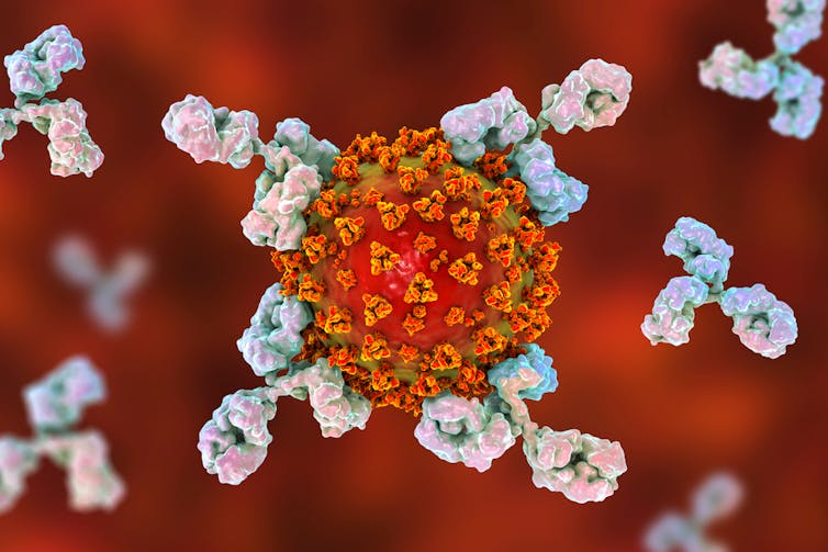 A conceptual illustration of antibodies attacking the COVID-19 virus.