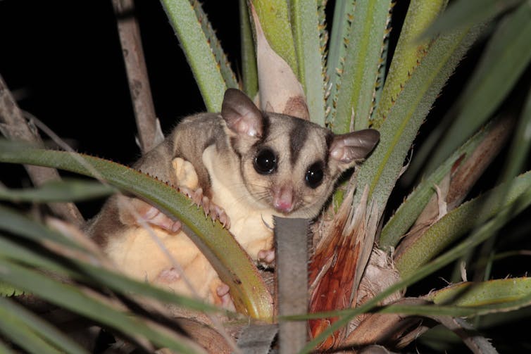 A rare discovery: we found the sugar glider is actually three species, but one is disappearing fast