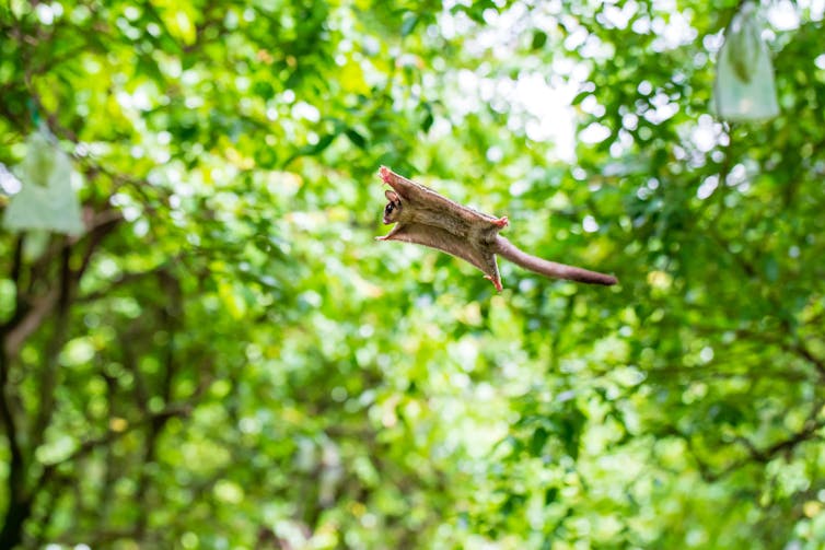 A rare discovery: we found the sugar glider is actually three species, but one is disappearing fast