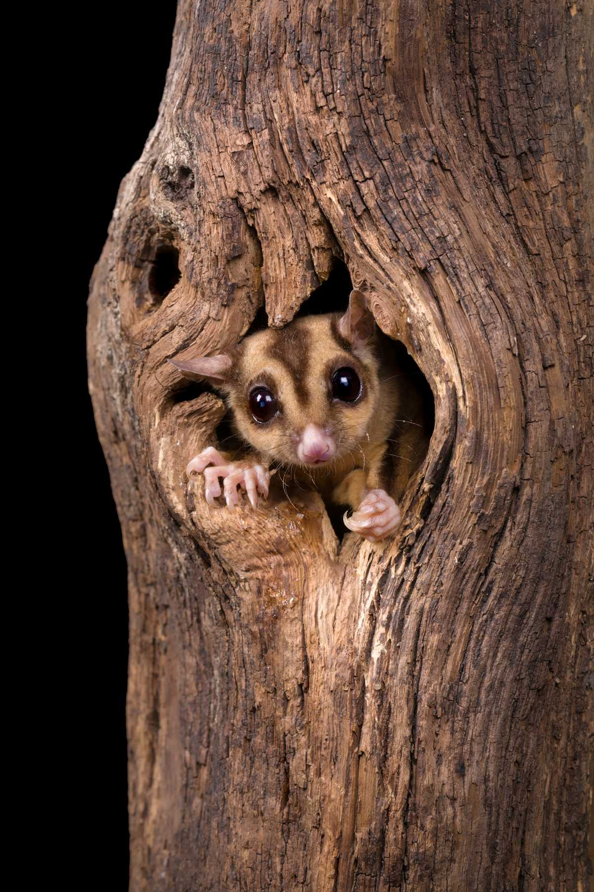 A rare discovery: we found the sugar glider is actually three species