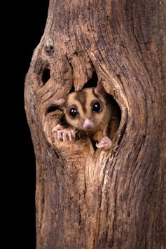 A rare discovery: we found the sugar glider is actually three species, but one is disappearing fast