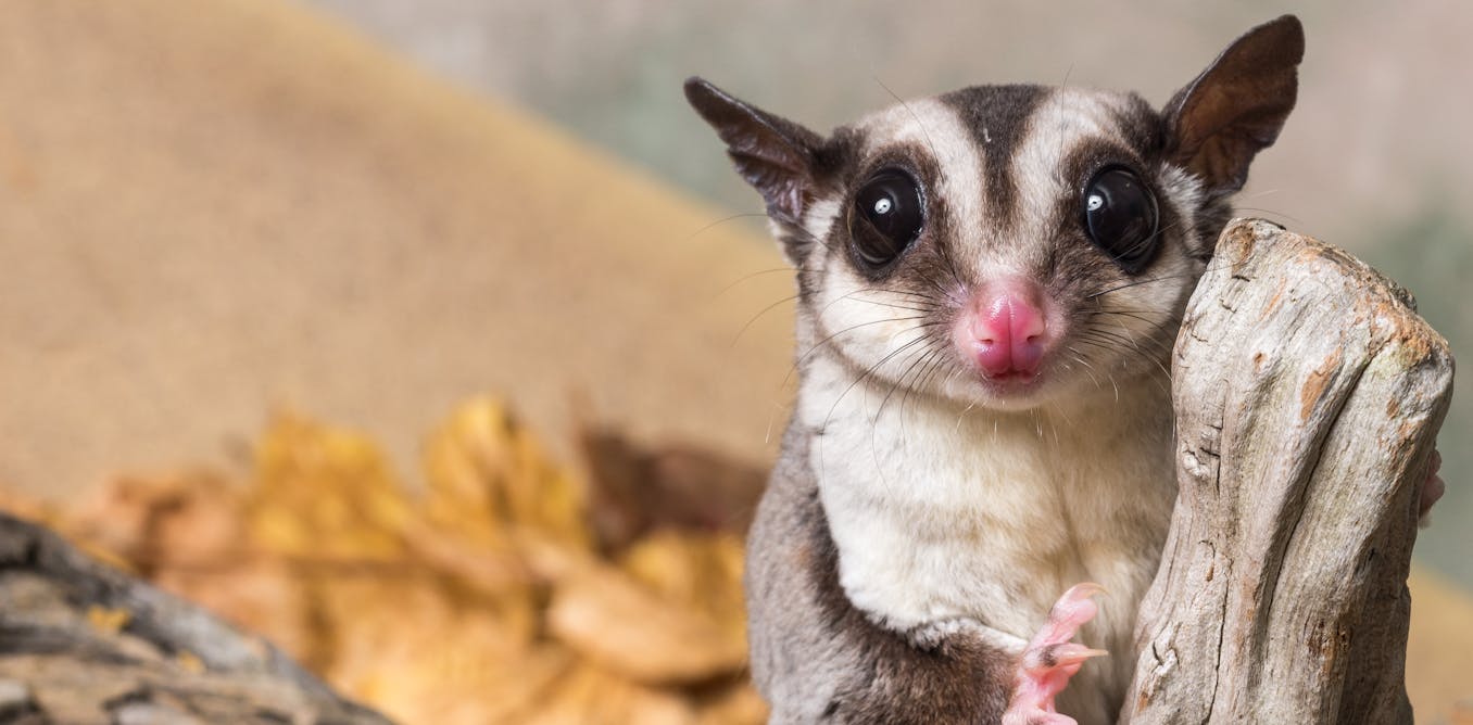 A rare discovery: we found the sugar glider is actually three species, but one is disappearing fast