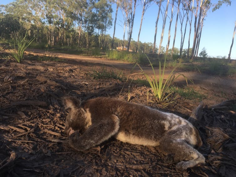 a dead koala in front of trees