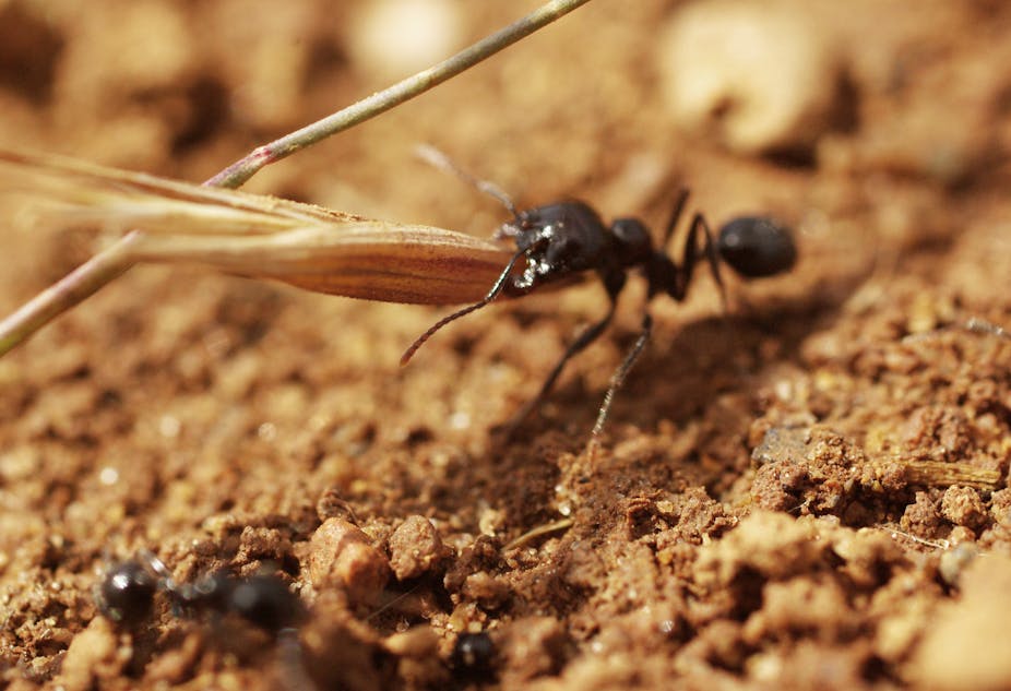 Restaurer la nature, un travail de fourmis ?