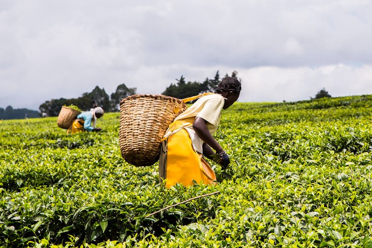 Women harvesting tea in South Asia.