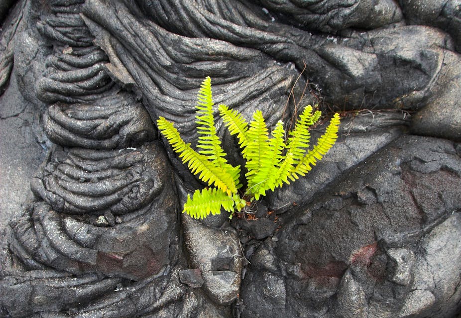 Green fern in black lava rock