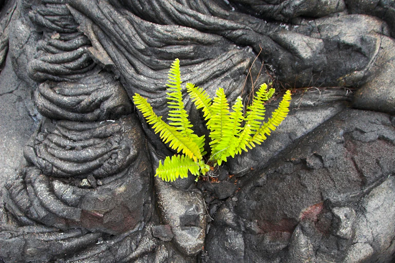 Green fern in black lava rock