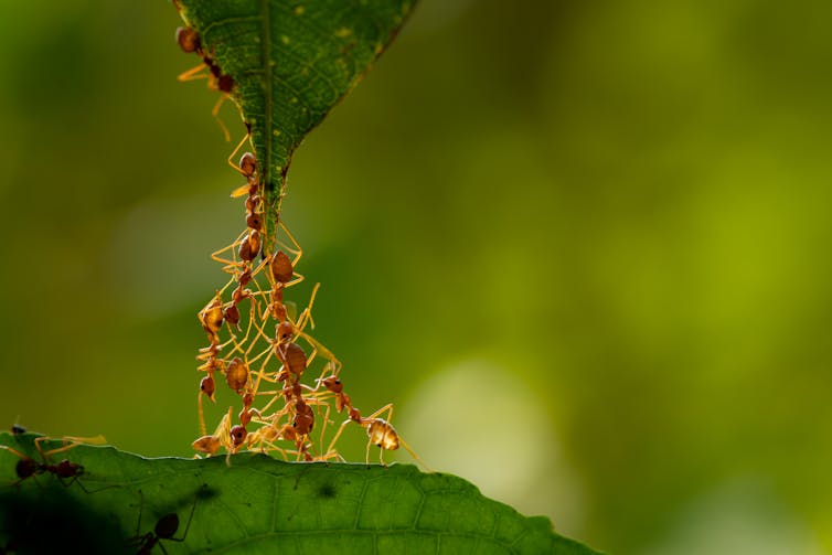 Group of ants holding a leaf.