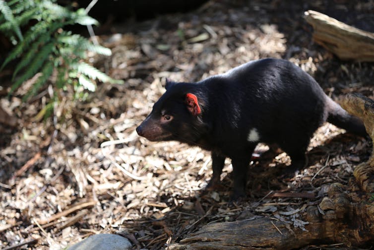 Meet Moss, the detection dog helping Tassie devils find love