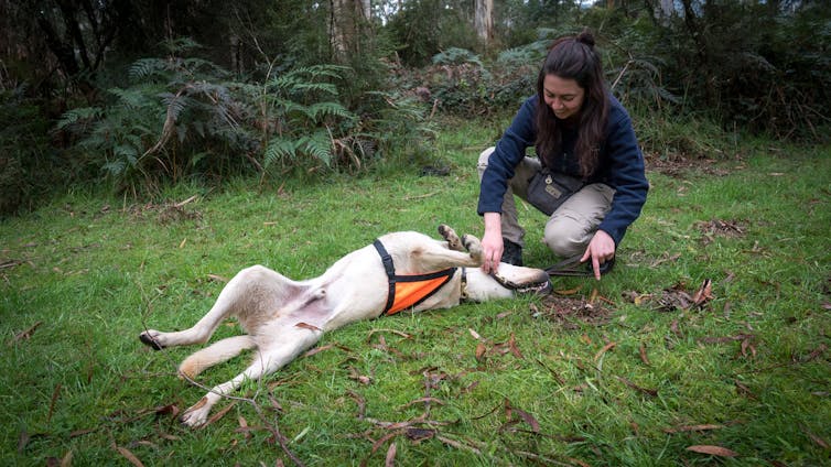 Meet Moss, the detection dog helping Tassie devils find love