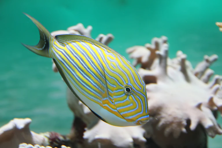 A surgeon fish with coral in background.