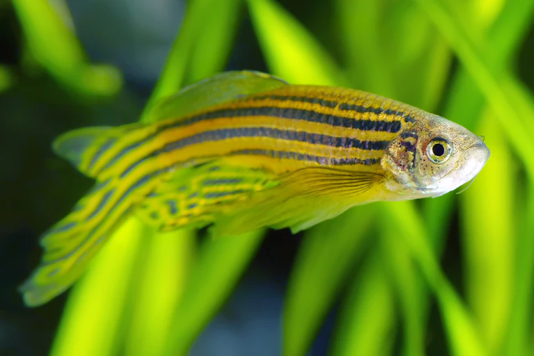 Zebrafish