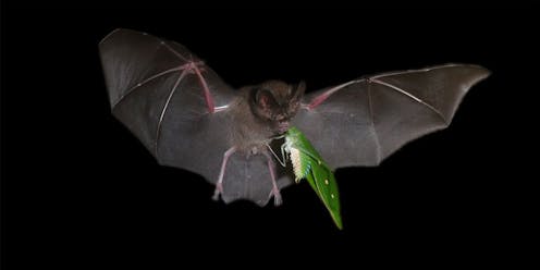 Si eres una mariposa nocturna y piensas que haciendo el don Tancredo no corres peligro, te equivocas. Para atrapar presas difíciles de detectar, los murciélagos orejudos (Micronycteris microtis) han desarrollado una elaborada técnica de caza: utilizan las hojas de los árboles en los que se emboscan sus presas como “espejos acústicos”.