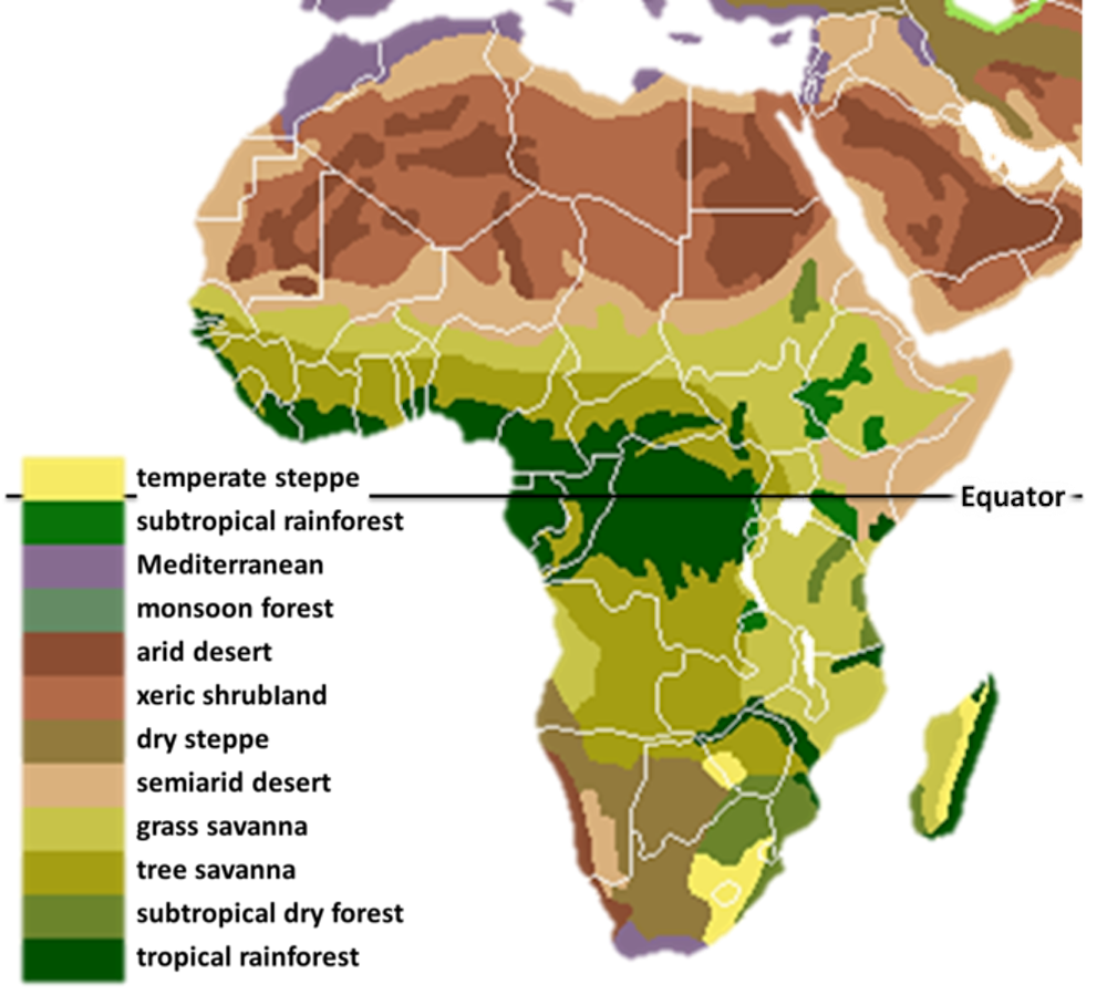 Comment les chimpanzés ont sauvé la forêt tropicale africaine
