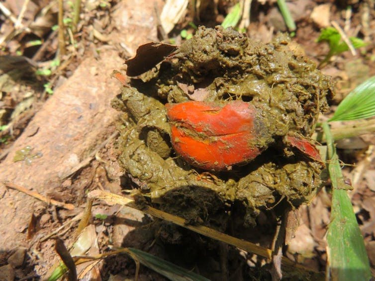 bright orange oil palm fruit