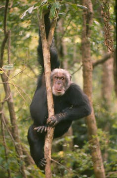 Cusano the chimpanzee clings to a branch