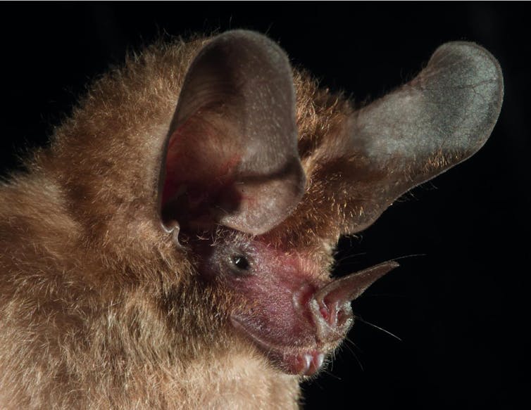 Cenar o ser la cena: la carrera armamentística entre murciélagos y polillas