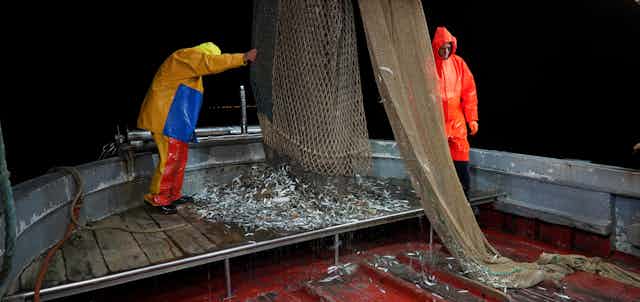  Two men in rain slickers stand on a trawler unloading small silver fish from nets onto the deck.. 