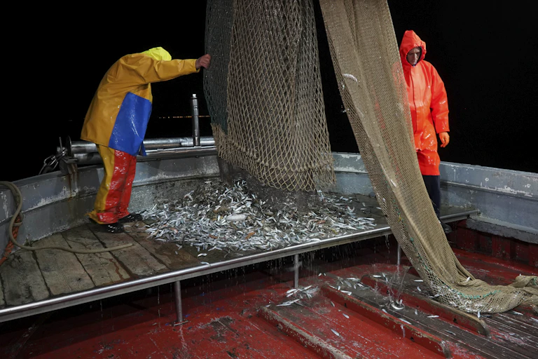 Two men in rain slickers stand on a trawler unloading small silver fish from nets onto the deck..